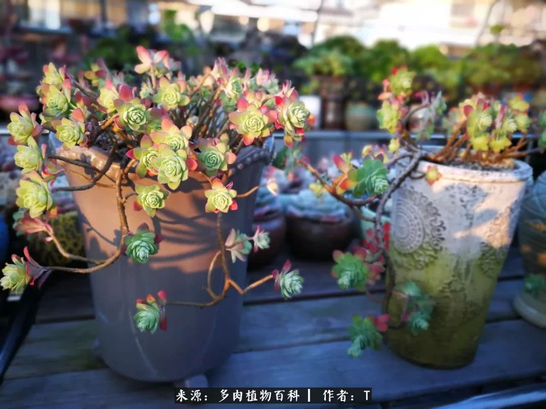 多肉还可以这样玩(上):八年养肉路剪影!