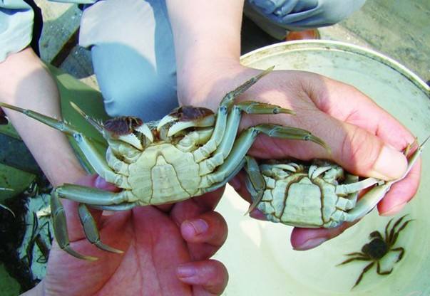 河蟹黑鳃怎么回事,河蟹黑鳃的影响