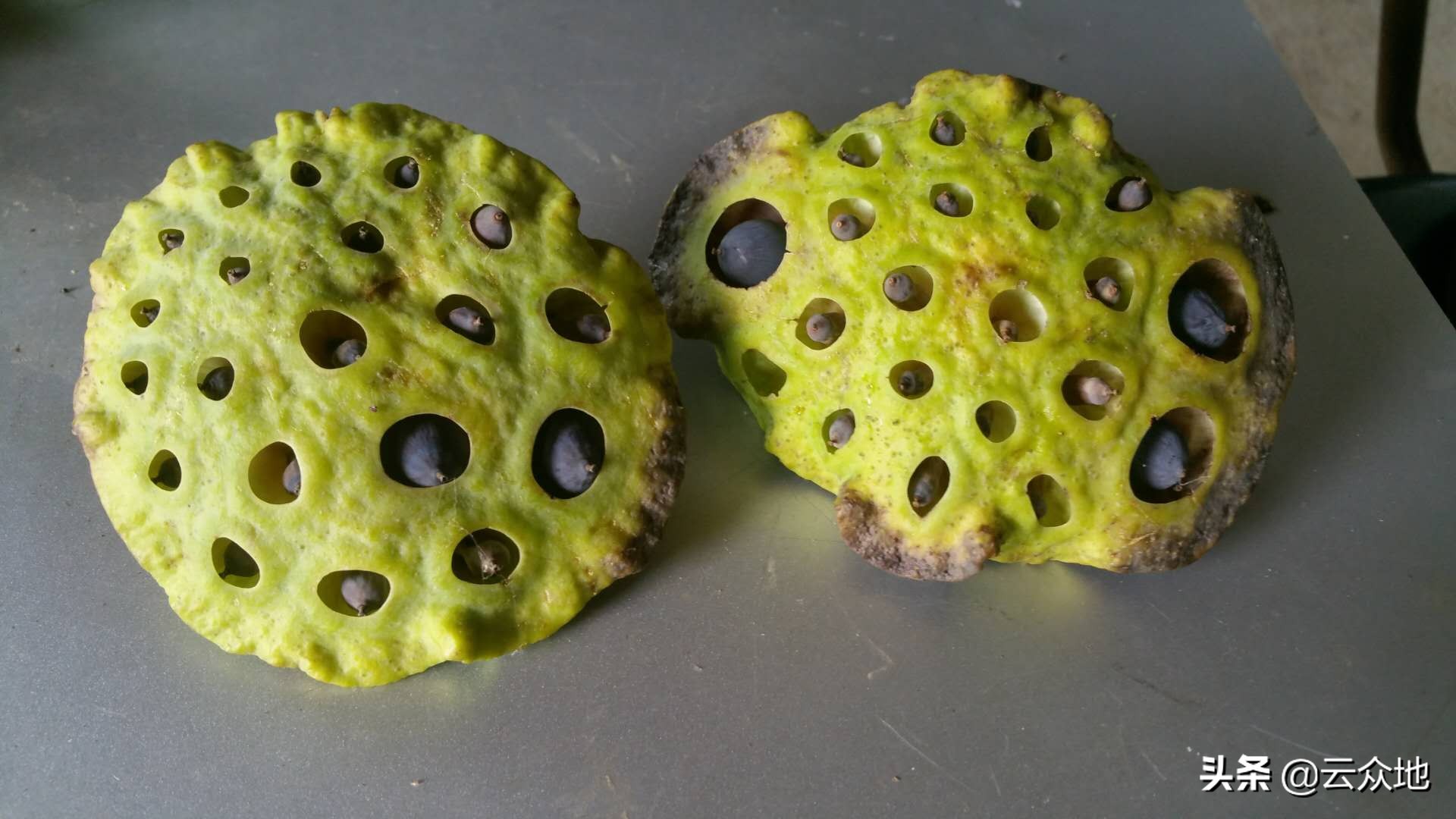 莲蓬出现空壳怎么处理,莲蓬为什么瘪子越来越多