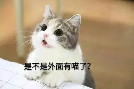 猫咪为什么对臭鞋、臭袜子那么感兴趣呢，这是重口味吗？
