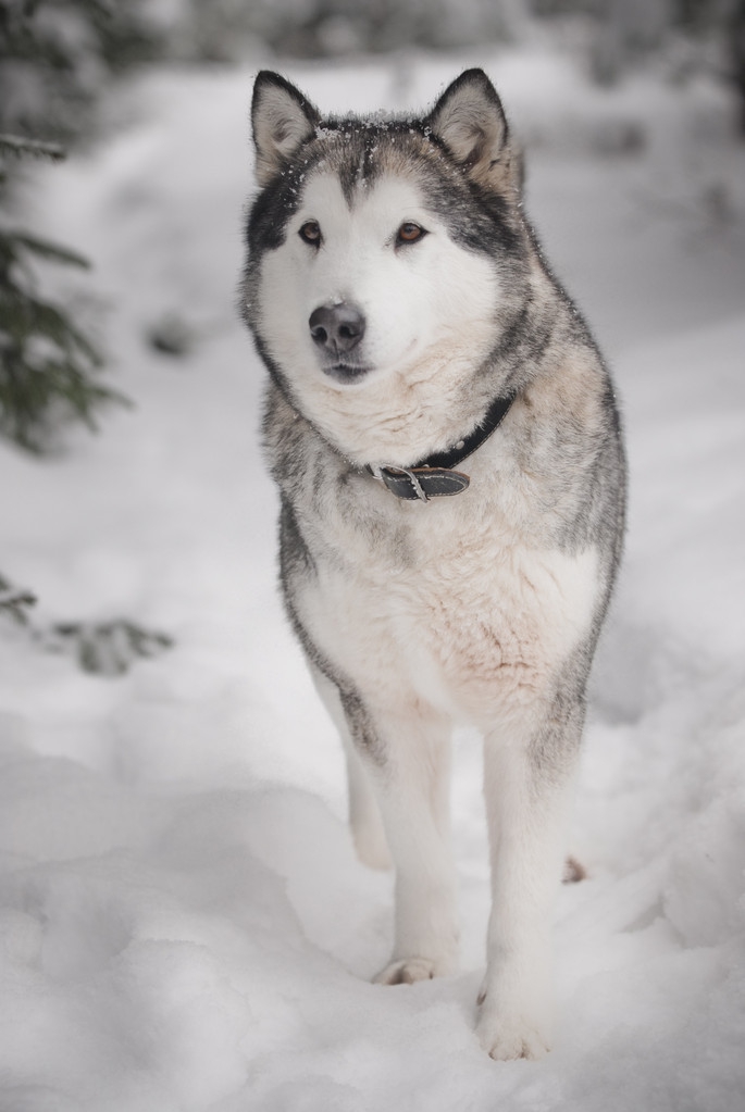 什么是副流感病,副流感3型病毒