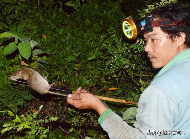 越南稻田里田鼠泛滥,越南抓田鼠
