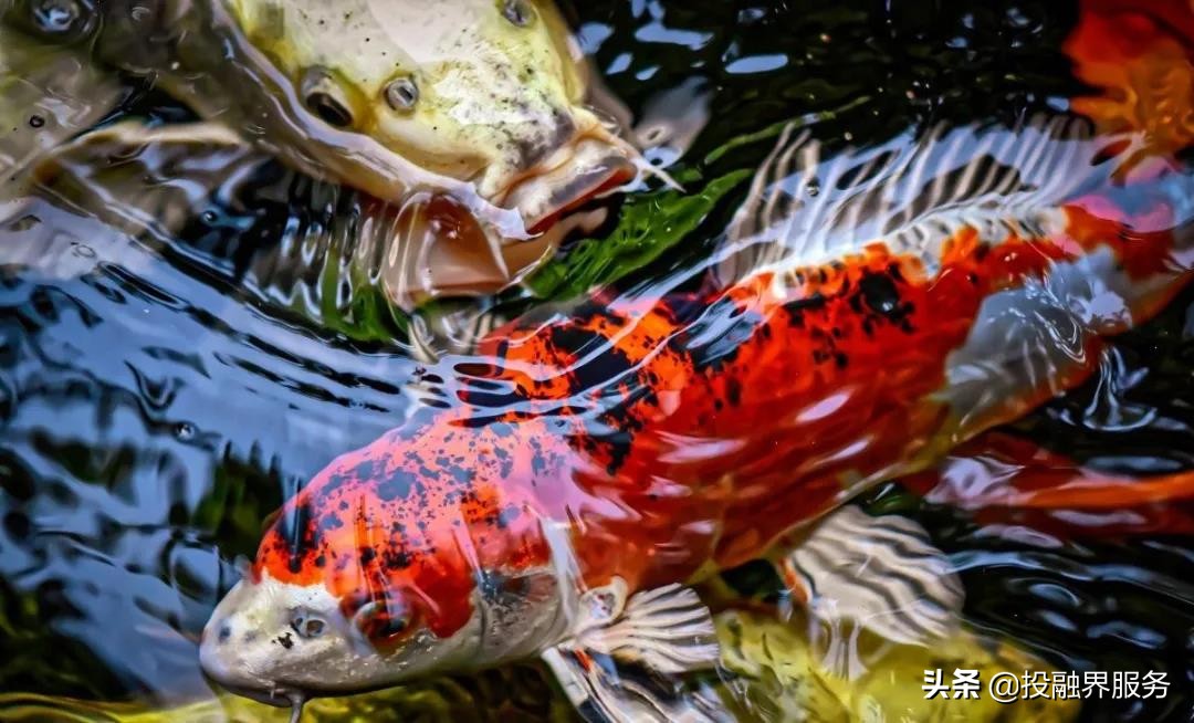 一条鱼卖了296万人民币,一条鱼卖出347万元的价格值不值