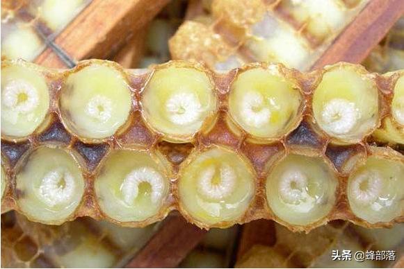 蜂群不产雄蜂起王台是什么情况,失王群工蜂争相产卵为何介入蜂王
