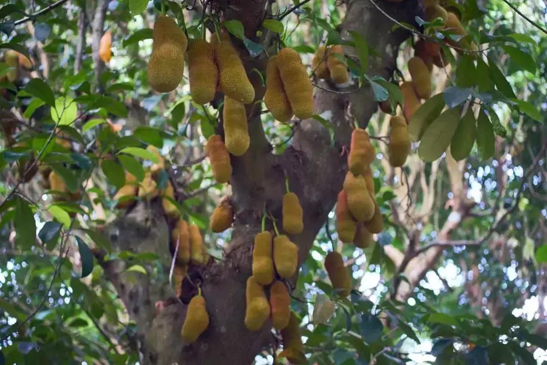 温泉季已到,这个元旦就来一场惬意的海南泡汤+逛吃之旅吧!