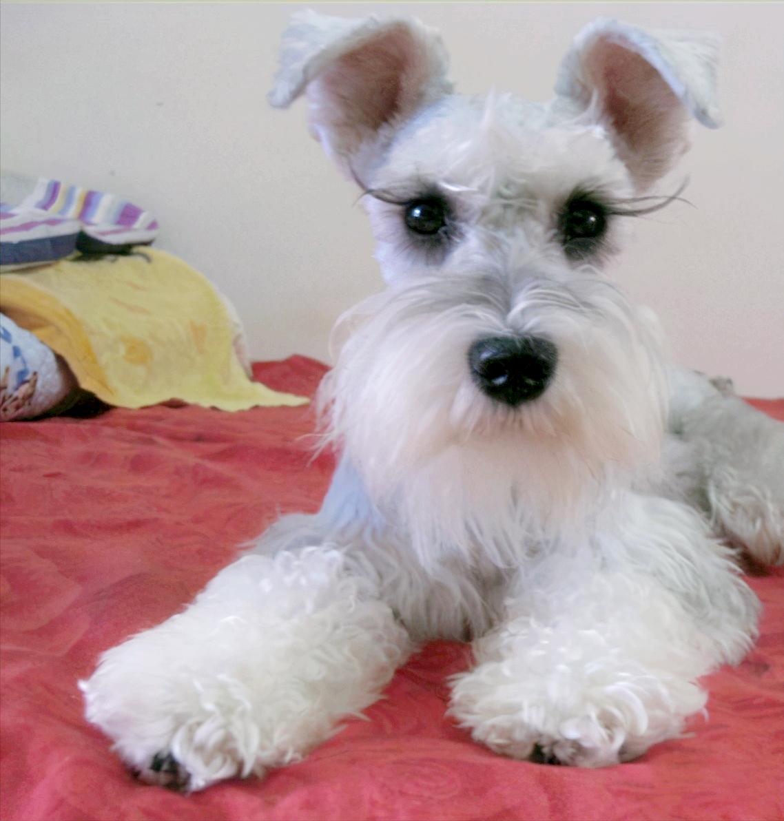 小老头雪纳瑞的缺点,小老头雪纳瑞缺点