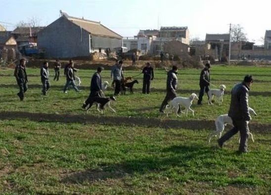 谁知道这是什么品种的狗,这是什么狗的品种