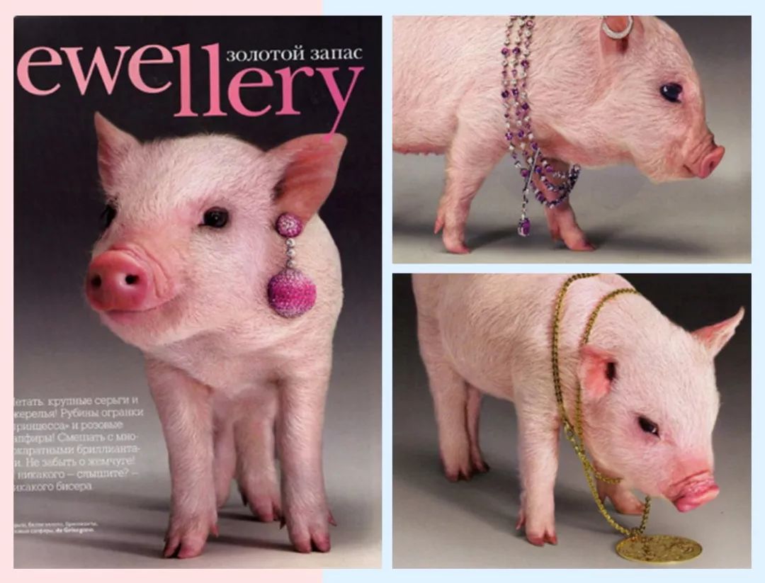 猪都拍时尚大片了，你还在穿妈妈给你买的红秋裤？