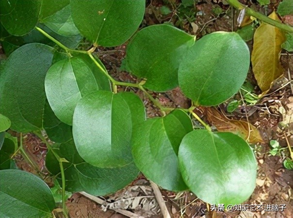 你最喜欢吃哪种水果为什么,你最喜欢吃的是哪个部位