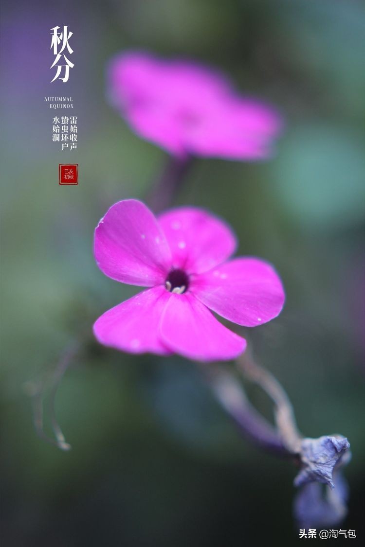 秋分愿生活恰如其分,人生恰如秋分生活恰如其分