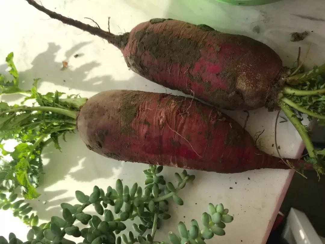 夏季新特蔬菜品种,新奇蔬菜品种视频