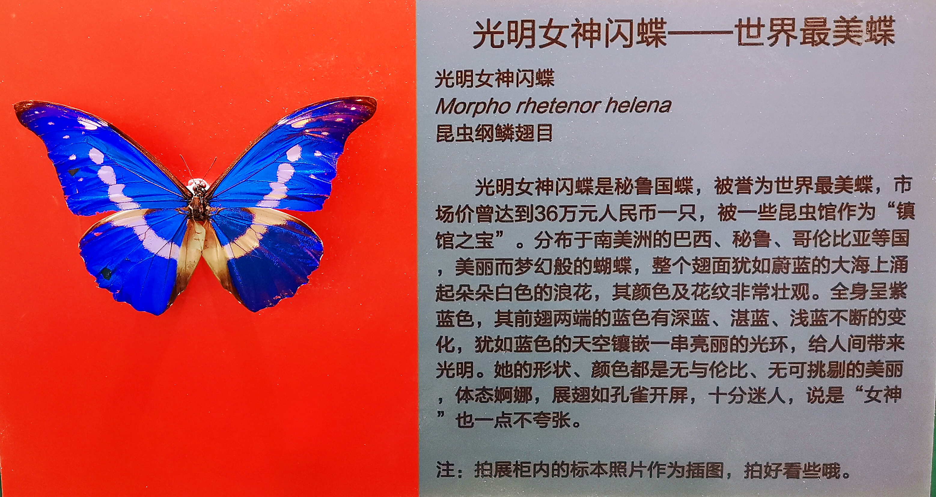 国际鲜花港郁金香,看郁金香北京国际鲜花港