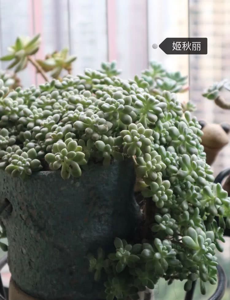 多肉名字怎么记,多肉的品种图片及名字寓意