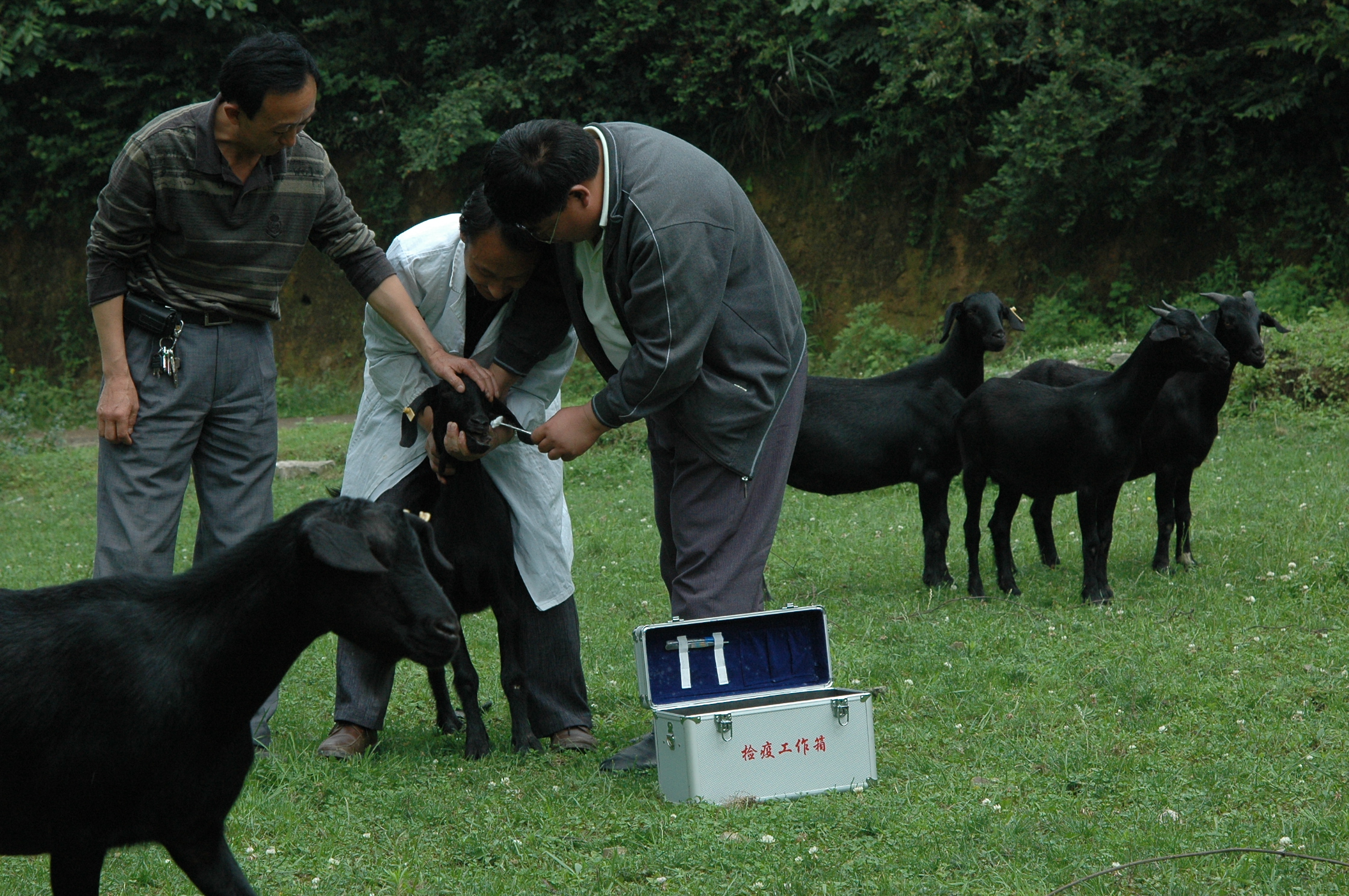 羔羊得了白肌病打几天针能痊愈,羔羊白肌病发病症状怎么防治