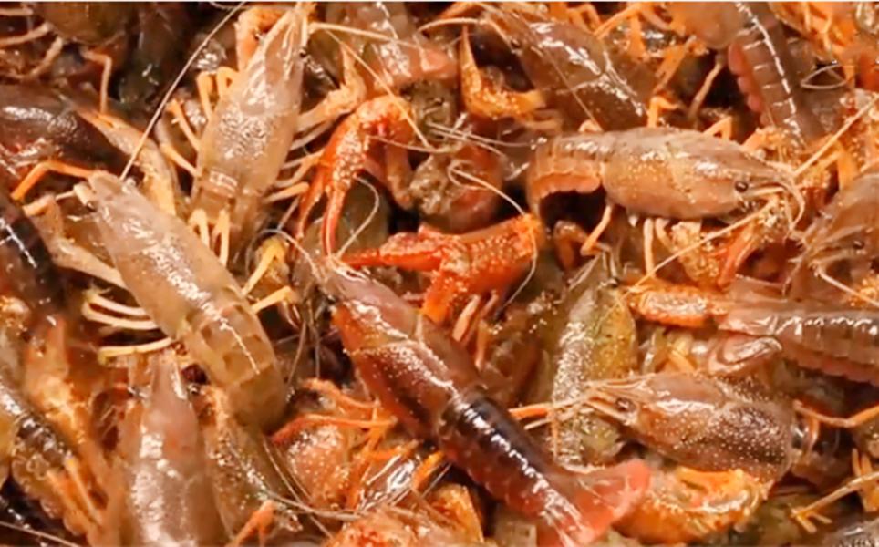 清水洗小龙虾,清水小龙虾清洗必须去腮吗