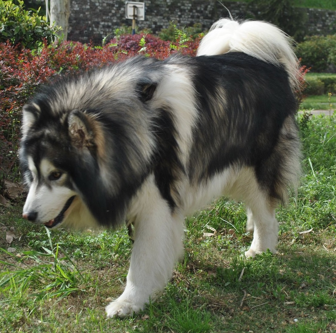 区分阿拉斯加和哈士奇，你只有掌握这些要点，并不难