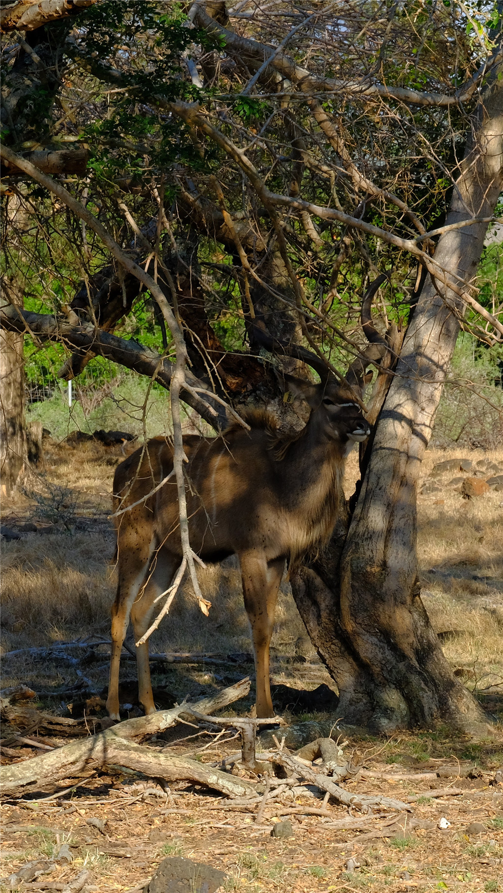 毛里求斯陈小春,毛里求斯马克吐温
