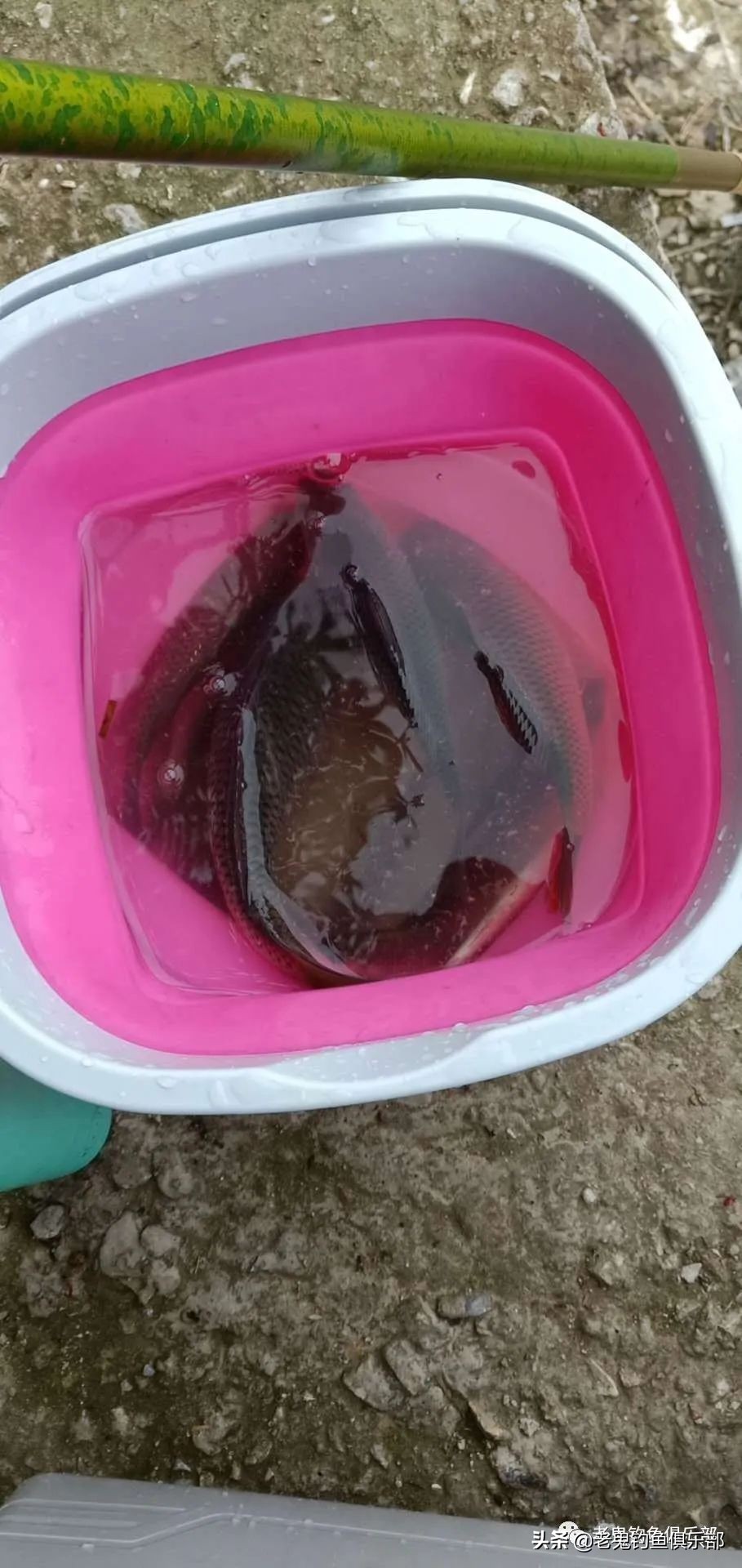 单开九一八钓大鱼,单开九一八钓罗非