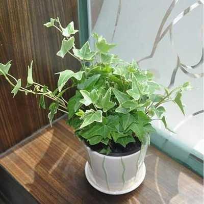 家里摆什么绿植比较好吸附甲醛,哪些盆栽吸附甲醛少一些