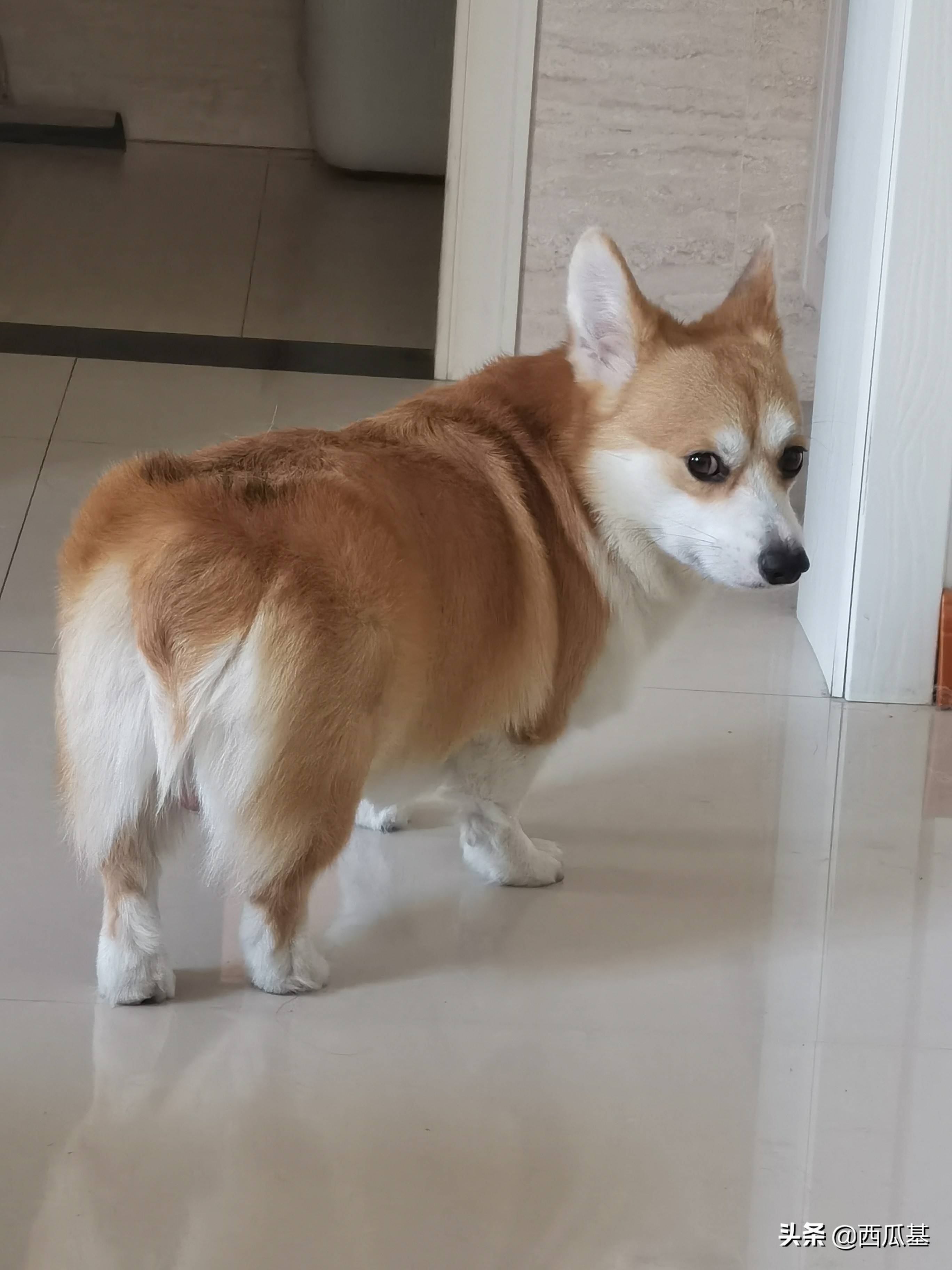 宠物喂食器定时定量,宠物有必要用自动喂食器吗