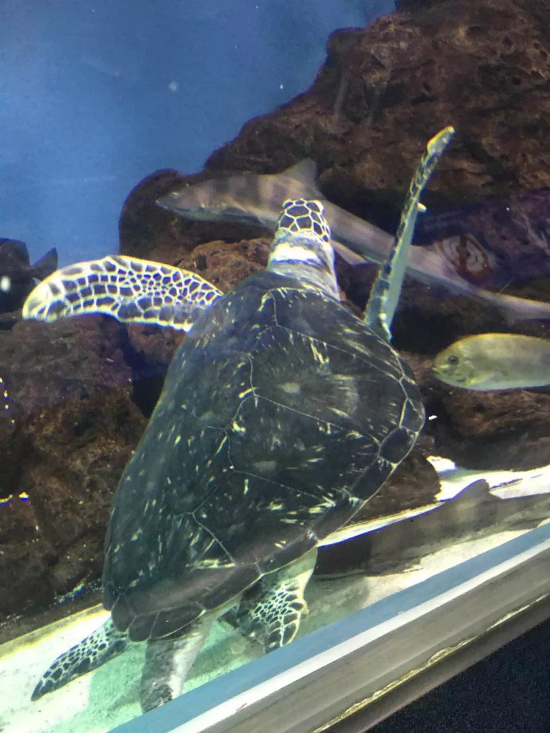 性价比高的石英潜水表,500米防水潜水表推荐