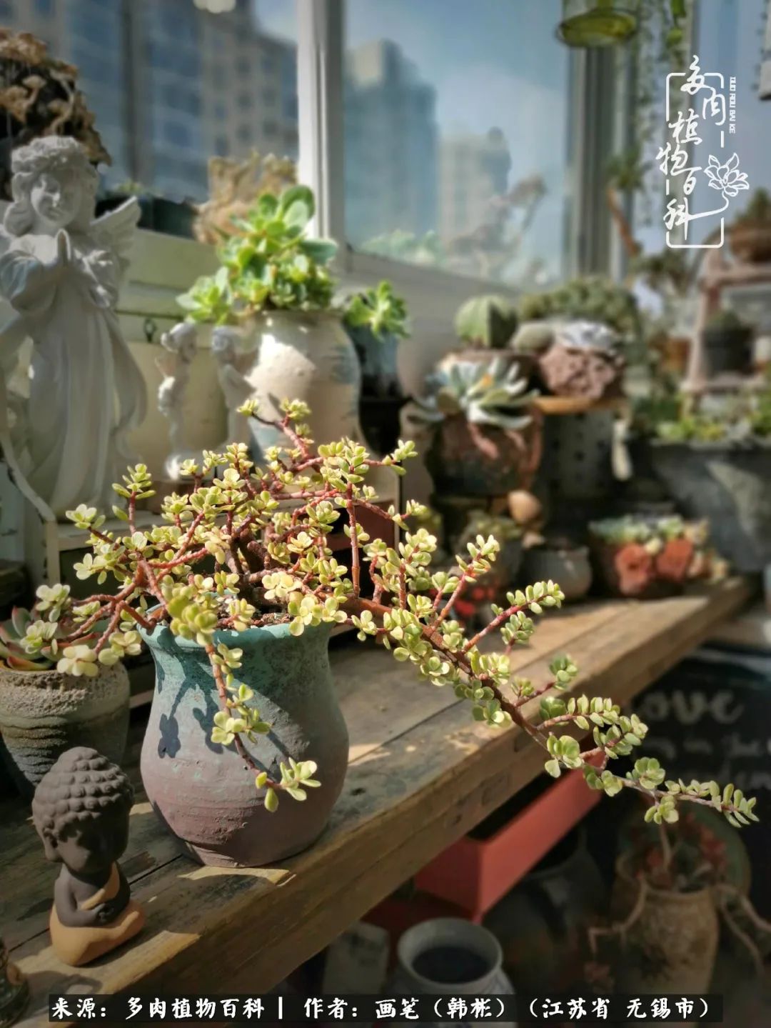 阳台多肉花园简直美翻了,适合男生养的多肉