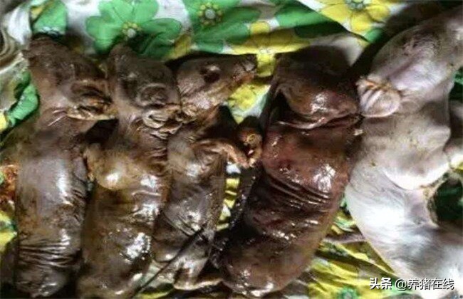 母猪产死胎是什么原因,从死胎颜色判断母猪原因