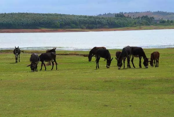 祥云毛驴肉自助餐推荐,祥云毛驴肉火锅下关分店