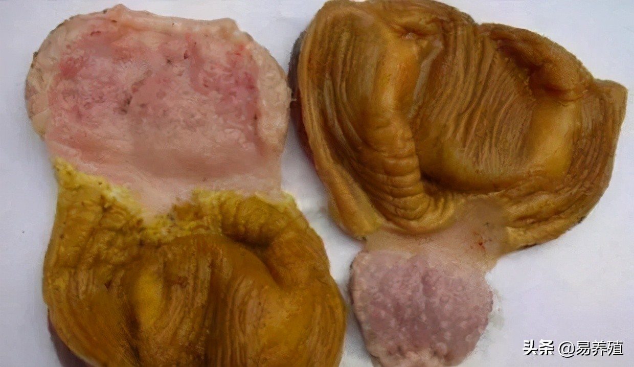 易养殖:带你治好鸡腺胃炎