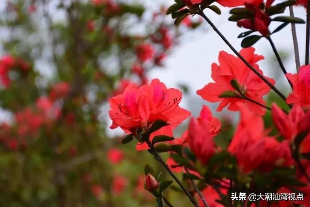 潮州凤凰天池的传奇故事,潮州凤凰天池图片大全