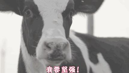 双十一外国人网购,双11老外