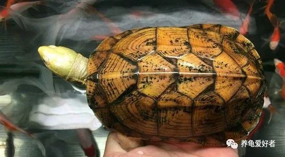 龟背上出现小虫子怎么办,龟背上有苔藓怎么除掉