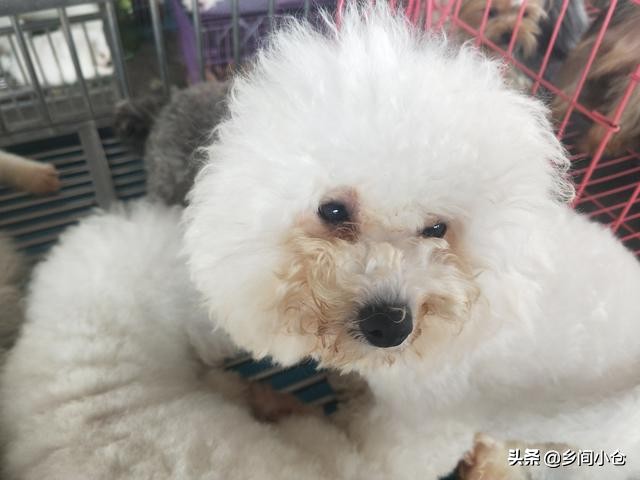 真正的狗市品种,哪里的狗市便宜品种又好种类又多