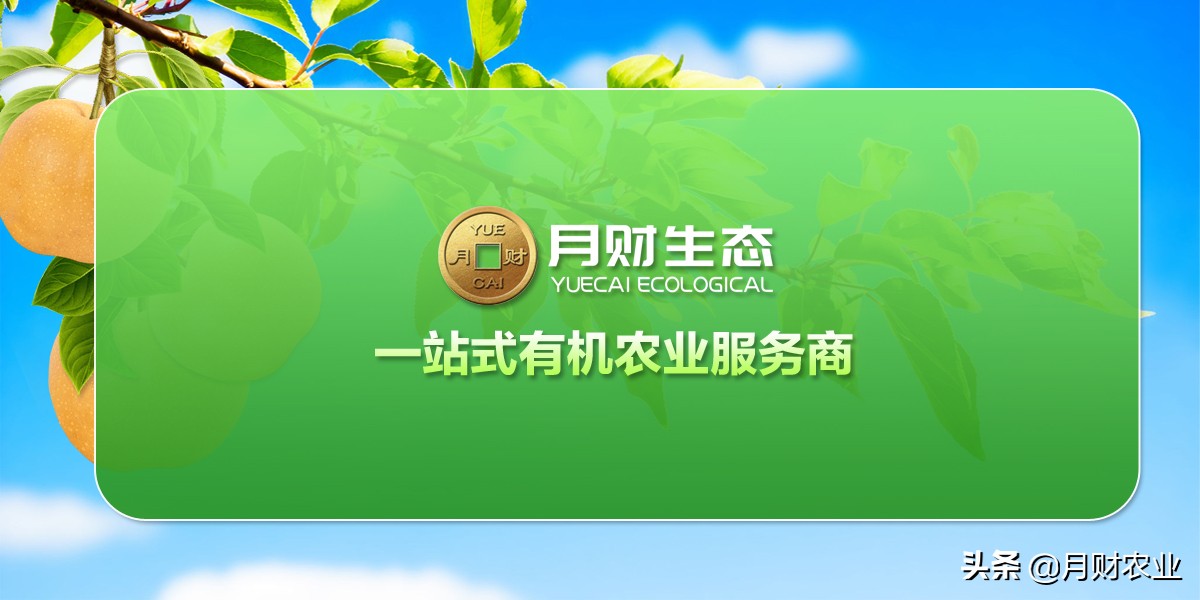 怎么区分秋月梨和丰水梨,如何区分秋月梨和秋皮梨