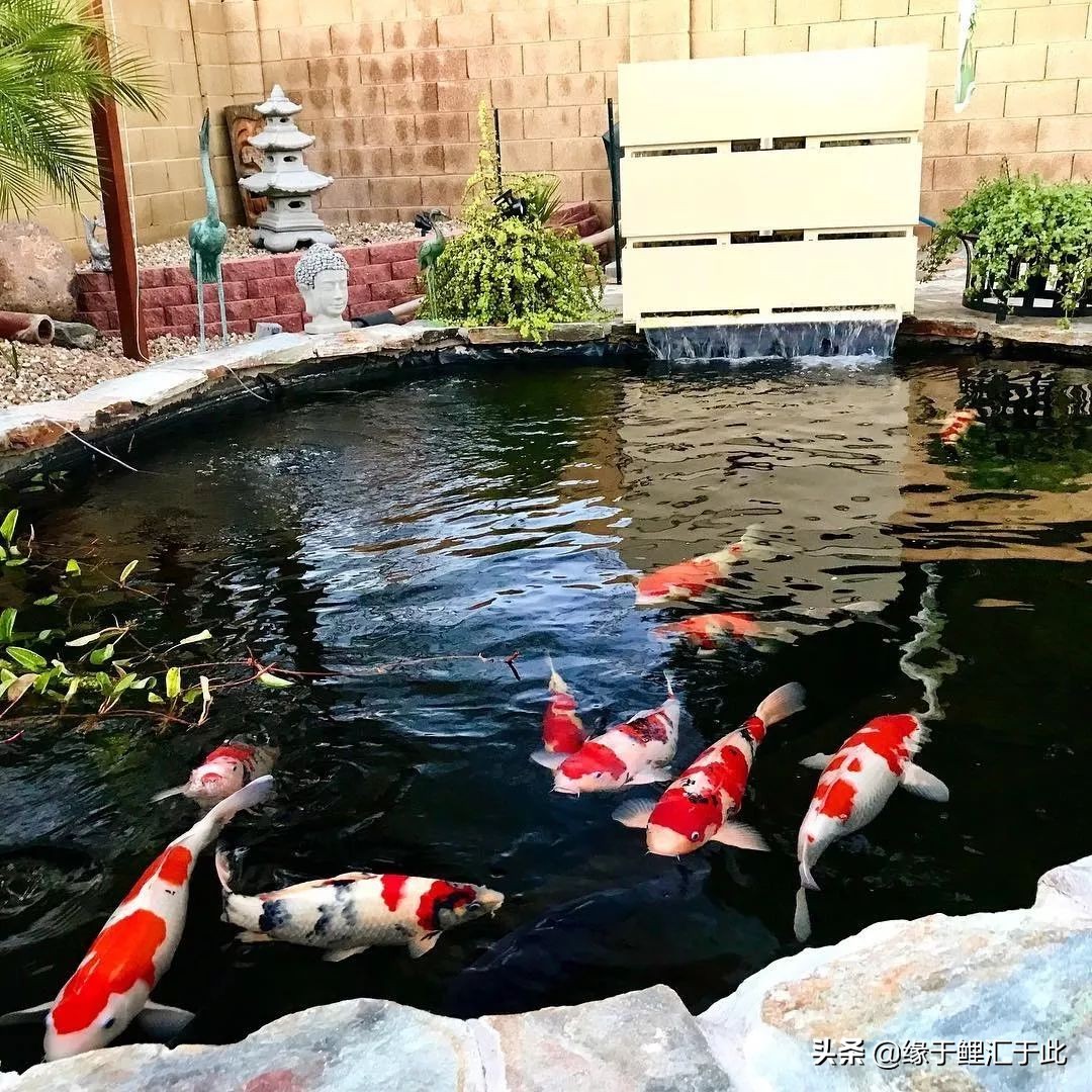 锦鲤鱼与风水的关系图,风水锦鲤鱼养什么颜色
