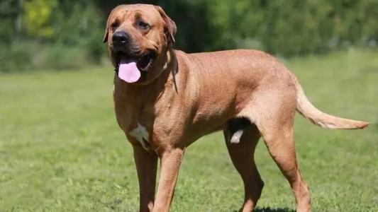 全球十大猛犬藏獒都排不上名次,藏獒vs各种猛犬谁是霸主