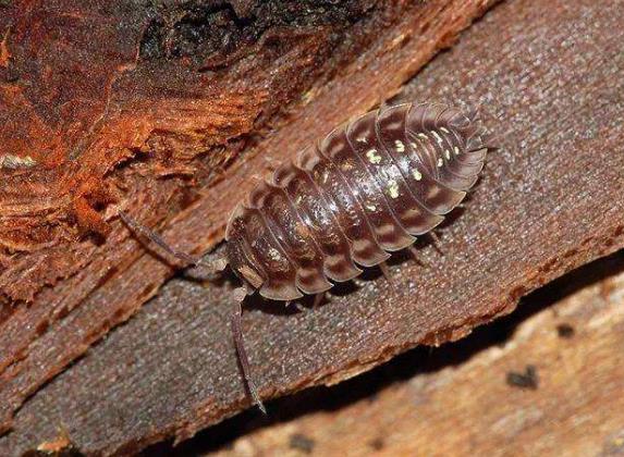 地球最奇特的沙漠,地球上最优越的气候是什么气候