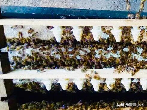 养蜂人常用的育王技术,养蜂人育王时间