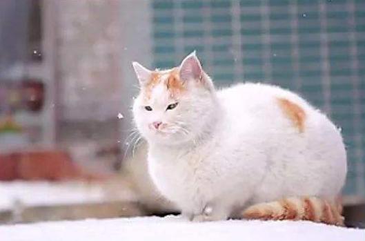 古代各种猫咪的名字只能有两个字,古代的猫的名字到底有多霸气