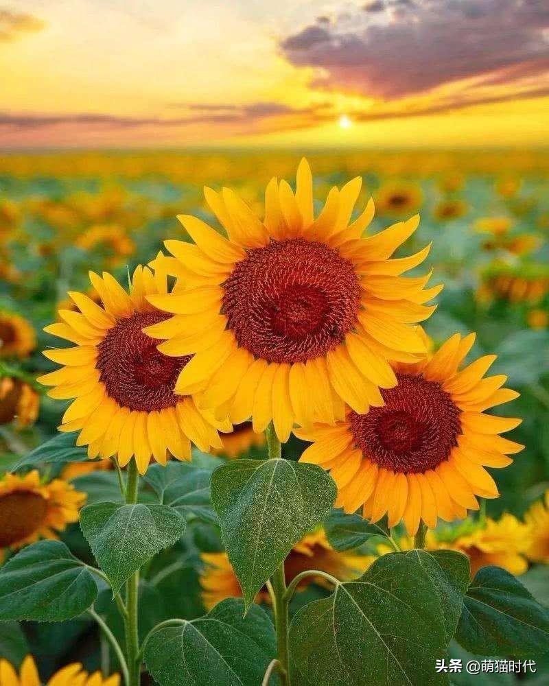 捡到没断奶的流浪猫应该怎么办,捡到无毛流浪猫怎么办