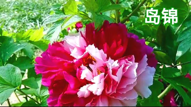 雍容华贵的国之牡丹惊艳了世界,美丽富贵的国花洛阳牡丹