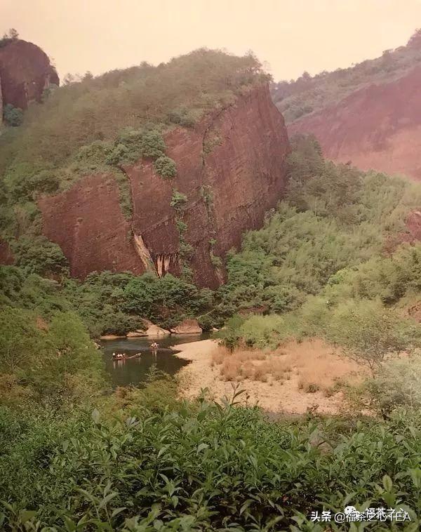 福建武夷山大红袍高香炭焙肉桂,武夷茶大红袍传统技艺