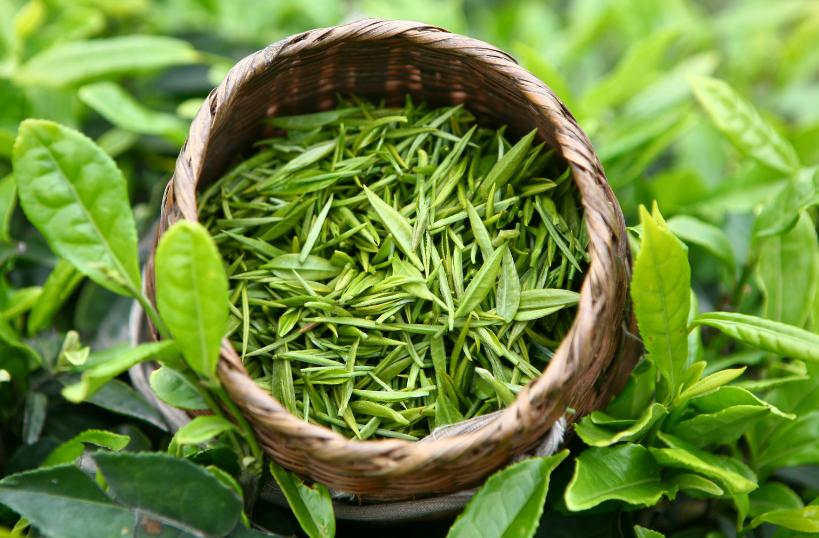 绿茶鲜爽感是因为什么,绿茶品质形成条件