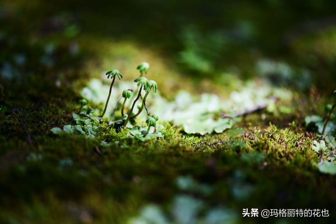 种植苔藓养护方法,苔藓怎么养护才能长得好