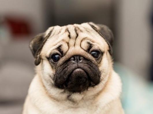 纯种巴哥犬的特征有哪些图片,纯种巴哥犬嘴会突吗