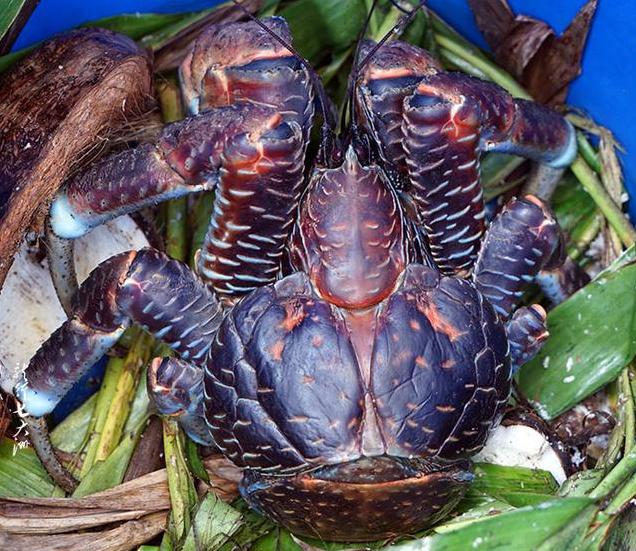 菲律宾美食知多少，菲律宾街头与美食