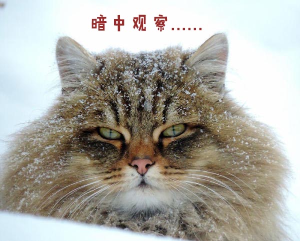 圣诞节的喵星人霸气又略萌，猫奴必看！又骗我养猫？