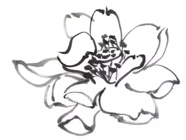 白描荷花的画法图片,如何画荷花国画白描