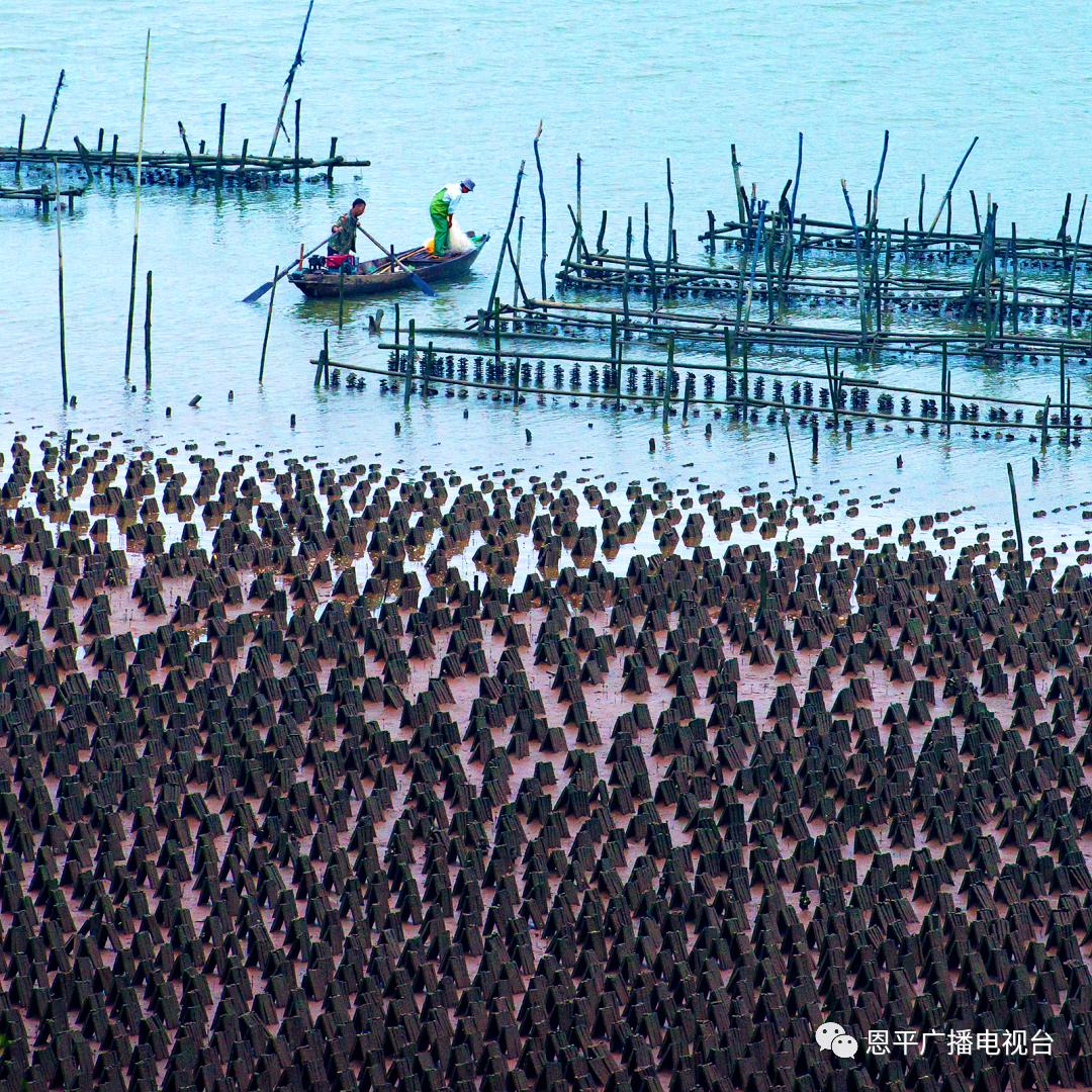 恩平拍客郑君文：用快门定格家乡变迁