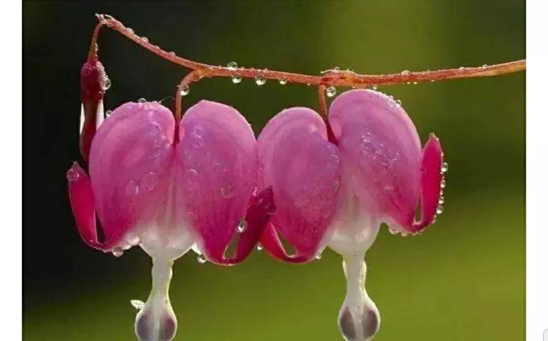 秋日私语：抬头一笑百媚生，美不惊人死不休的造型奇花